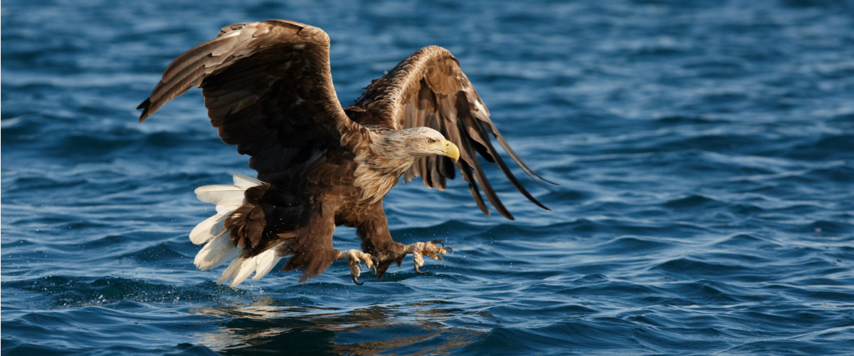 Sea Eagle