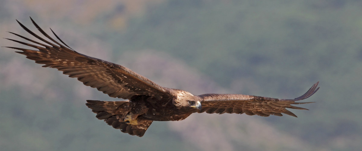 Golden Eagle